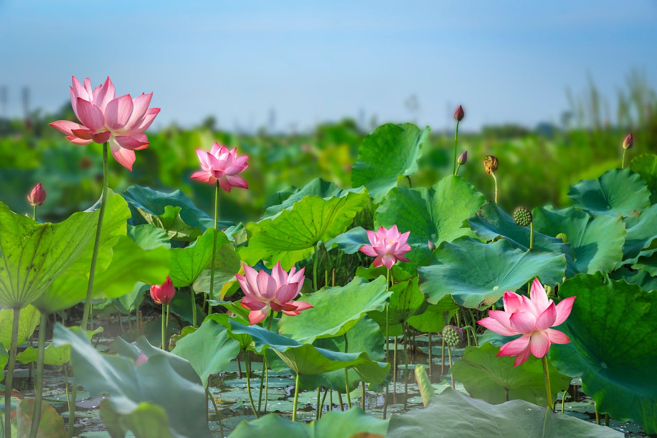 Nelumbo nucifera lotus pond in Thailand — source for Nuciferine 98% pharmaceutical API